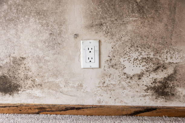 Reliable Summit, NJ Mold Removal Solutions
