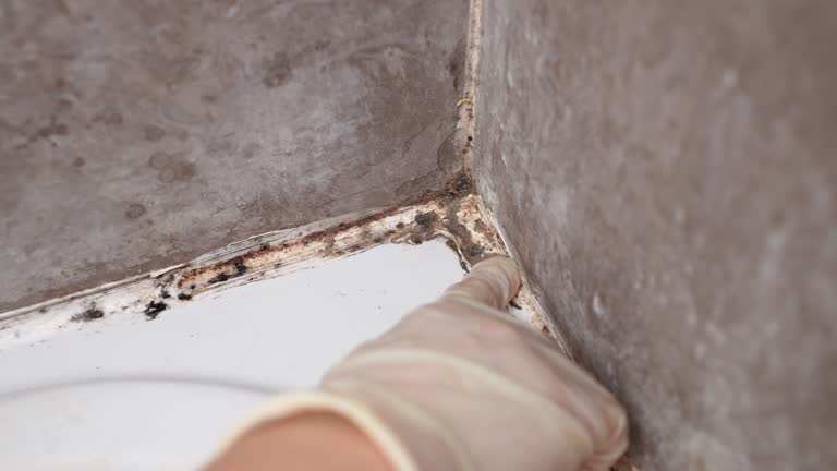 Best Emergency Mold Remediation  in Summit, NJ